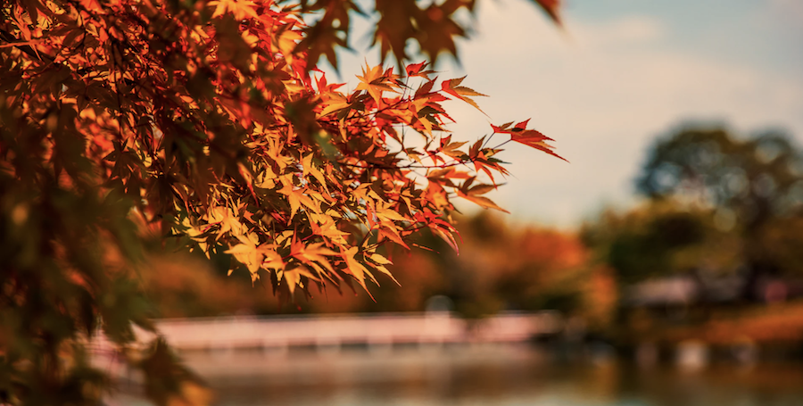 Austin red leaves in fall