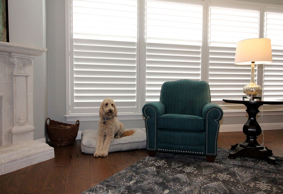 pet friendly window coverings as living room shutters in Austin TX